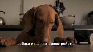 Кости для собак: как выбрать безопасное лакомство