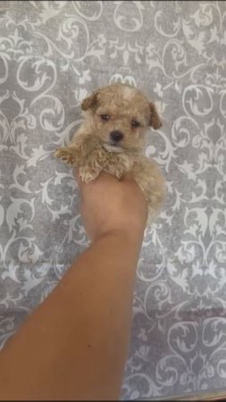 #maltipoo #мальтипуподбронь