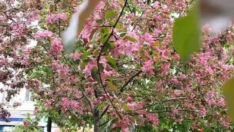 в Москве
#яблонявцвету #май2025 #погодавмоскве #красотавокруг