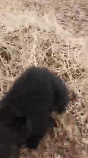 МЕДВЕЖОНКУ НУЖЕН ЧЕЛОВЕК_ мамка и лес не интересны смотреть онлайн