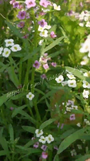 Алиссум Маленький Мук в саду. Клин. д.Мисирёво #подмоск смотреть онлайн