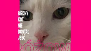 кот кот кот хоч хоч хоч пш пш пш