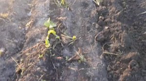 копаем картофель дизельным мотоблоком ЗУБР 8 лошадины