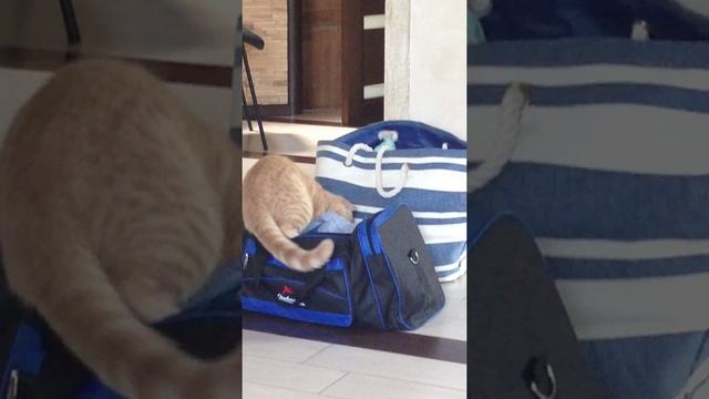 Кот Персик собирается на море) прикол смотреть онлайн