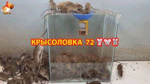 Крысоловка вариант (72) 🐀 Как сделать крысоловку своими руками и поймать кучу крыс 🐀🐁🐀