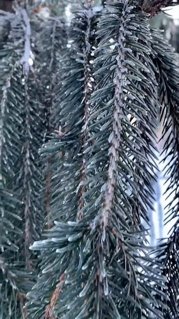 10 февраля 2024 г. Красивая ель … #зима #ель #парк #shorts смотреть онлайн