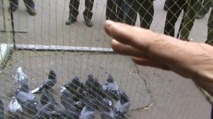 Голуби Звенигородки. Юрий Алексеев. Выставка Сумы 2014