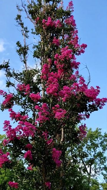 Лагерстремия.(индийская сирень)парк "Краснодар. #лагер смотреть онлайн