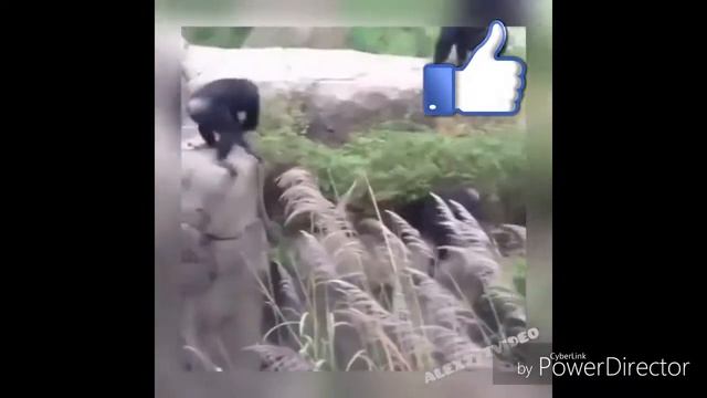 Смешной момент)) Обезьяны и енот)!