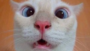 КоТэ1