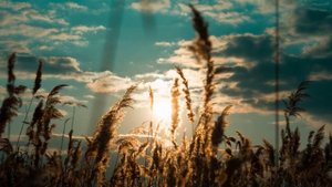 Джаз в стиле лоу-фай, фоновая музыка джаз, lofi jazz background music