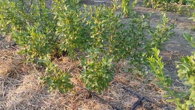 Летняя обрезка голубики смотреть онлайн