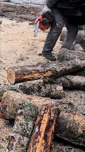 Классная бензопила Oleo-mac GS650. #казаковсергей #wood смотреть онлайн