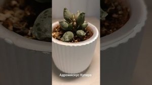 Адромискус Купера #plants #растения