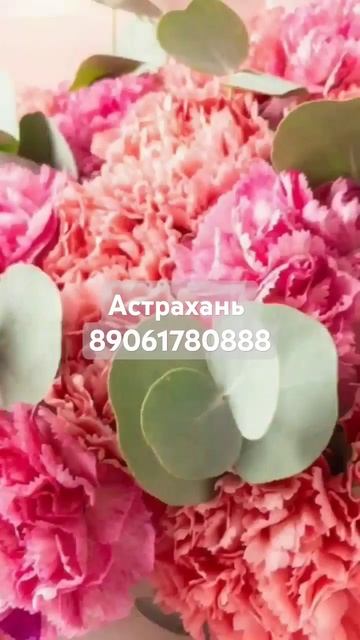 #цветы #диантусы #эвкалипт #цветыастрахань #астрахань #