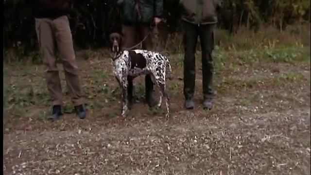 Световно Сенец-Хоби смотреть онлайн