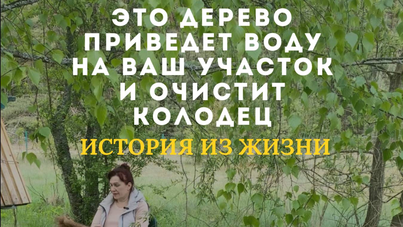 Это дерево приведет воду на ваш участок и очистит колодец