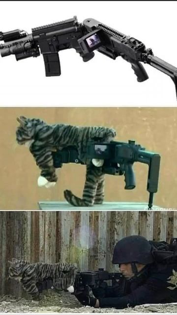 Опасный котик