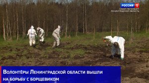 Волонтёры Ленинградской области вышли на борьбу с борщевиком