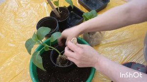 БРУГМАНСИЯ , УКОРЕНЁННЫЕ ЧЕРЕНКИ ПЕРЕСАДКА В ГОРШКИ.