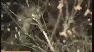 Солдат спасает кота   Солдат снимает кота с дерева