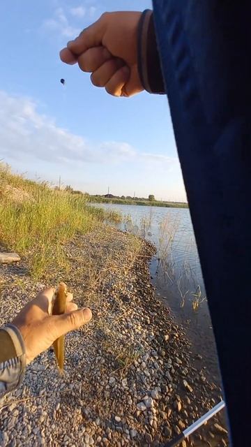 Ловля крупного леща и плотвы на поплавок 59 серия . #при? смотреть онлайн