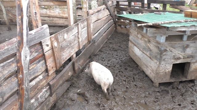 Поросенок просочился через забор