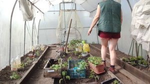 Мои работы на сегодня.Посадка томатов,перцев.