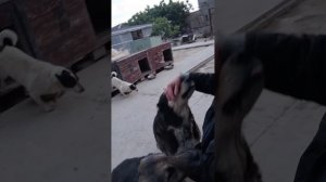 Мои любимые хвостики