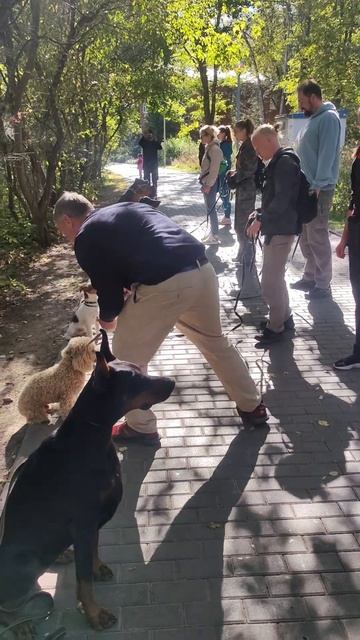 Собрал группу собак для тренировки в городе. Отработали раздражители. #shorts #дрессировкащенка смотреть онлайн