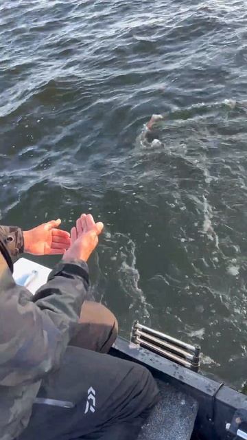 ОТПУСКАЙТЕ РЫБУ!  #daiwa #поймалотпусти  #рыбалка #рыба #fish