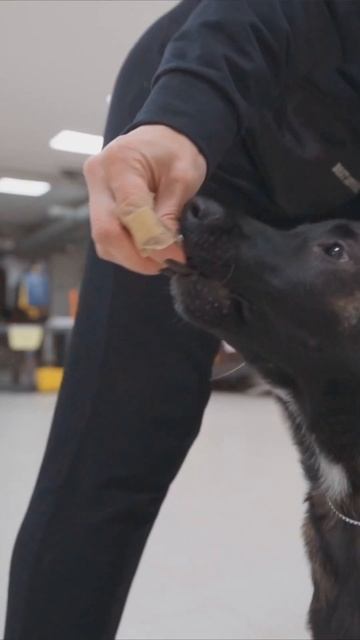 Подготовка щенка малинуа к выставке собак #выставкасобак #малинуа #щенок смотреть онлайн