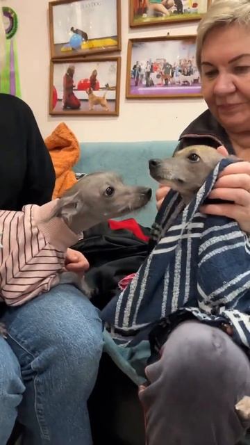 Матильда - перуанская голая собака - шутки приколы вайны perrosinpelodelperu перуанскаяголаясобак