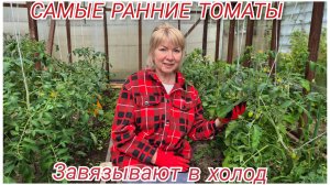 Зачем высадила в холод ТОМАТЫ и ПЕРЕЦ Заморозки каждый день.САМЫЕ ВЫНОСЛИВЫЕ сорта