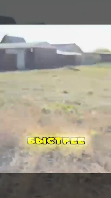 Раис и Вадик смотреть онлайн