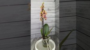 Потрясающий Fangmei Pretty Golden )))) Феерия цвета и качества !!! ?