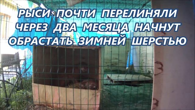 РЫСИ _Алмаз укрывает Яшму сеном.