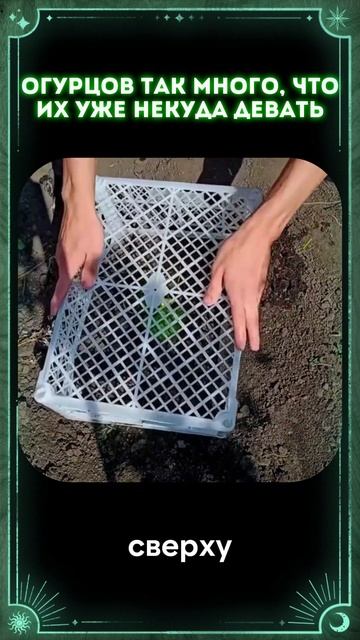 Размножение огурцов пасынками #огород #дача #садоводс?