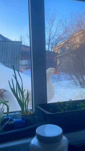 Гусей не кормят #деревня #сарай #колхоз #хозяйство #farmer смотреть онлайн