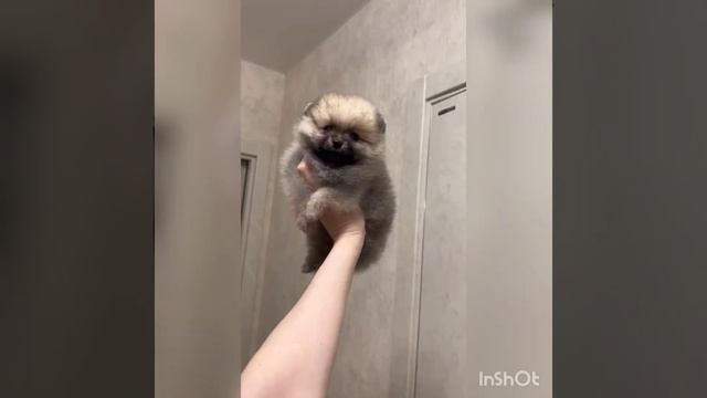 #шпицуля #spits #померанский_шпиц #шпиц #шпицбу #spitsfire #щенки #москва #померанский смотреть онлайн