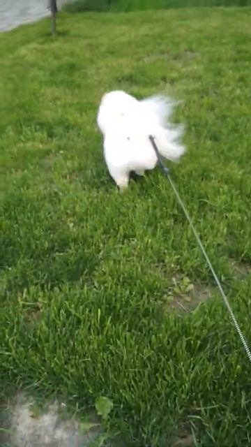 Шпиц на прогулке... Лапуля