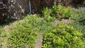 180. Наконец, свершилось! Мой сад.