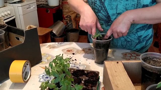 Нужно и рассадой помидоров 🍅 заняться. Ох уж эта сельская жизнь 🥰🥰 смотреть онлайн