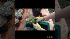 Как просто размножить корни альстромерии #flowers#plants#alstro