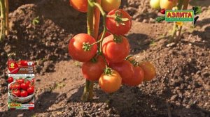 Ранний томат без пасынкования! Сорт ВОЛОГОДСКИЕ ЗОРИ ?