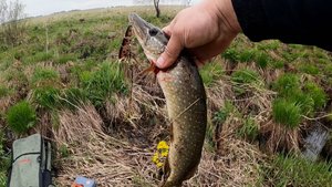 РЫБАЛКА НА ЩУКУ НА МАЛЫХ РЕКАХ ЮЖНОГО УРАЛА В ЦАРСТВЕ БОБРОВ)