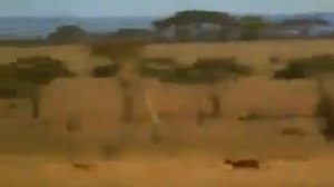 Жена мужу: спасёшь косулю разрешу любовницу