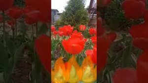 Клип песни "Расстрел"