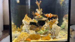 Запуск морского аквариума на СРК 13-ый день. Оцелярисы