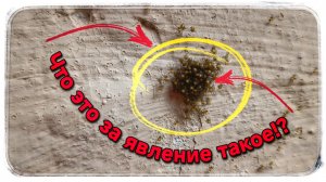 Никогда не видел столько пауков в одном месте!